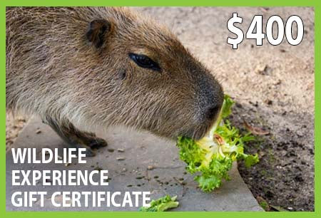 Wildlife Experience $400 Gift Certificate