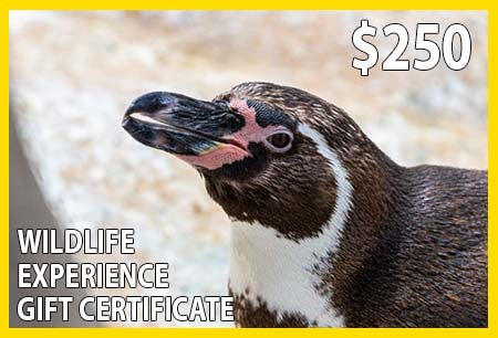 Wildlife Experience $250 Gift Certificate