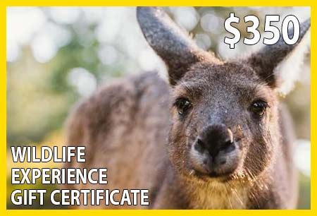 Wildlife Experience $350 Gift Certificate