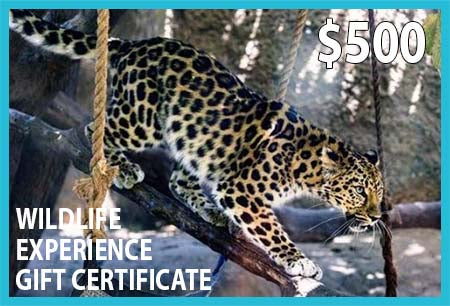 Wildlife Experience $500 Gift Certificate
