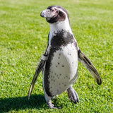 Humboldt Penguin Foster Feeder: Premium Level