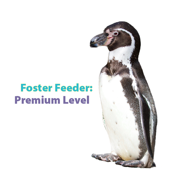 Humboldt Penguin Foster Feeder: Premium Level