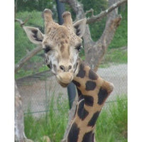 Gemina: The Crooked-Neck Giraffe – Shop Santa Barbara Zoo