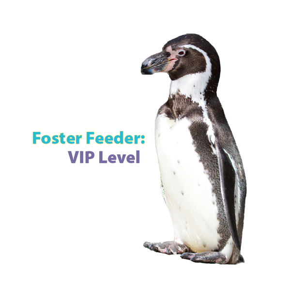 Humboldt Penguin Foster Feeder: VIP Level