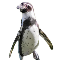 Humboldt Penguin Foster Feeder: VIP Level
